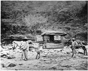 Pekingese Mule Litter, c.1867-72
